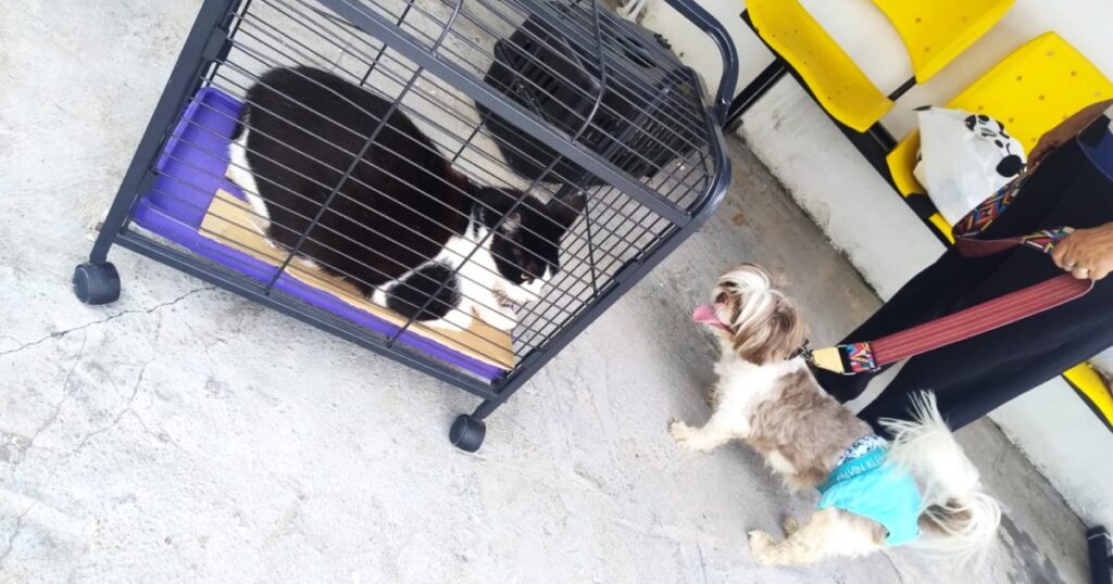 Segurança no manejo orienta vacinação de cães e gatos durante campanha em Manaus