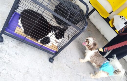 Segurança no manejo orienta vacinação de cães e gatos durante campanha em Manaus