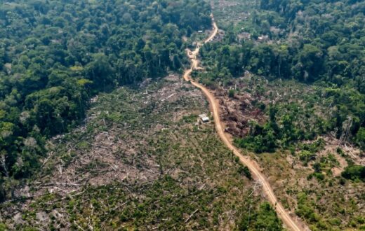 Embargos ambientais atingem 916 hectares após fiscalização em seis municípios do Amazonas