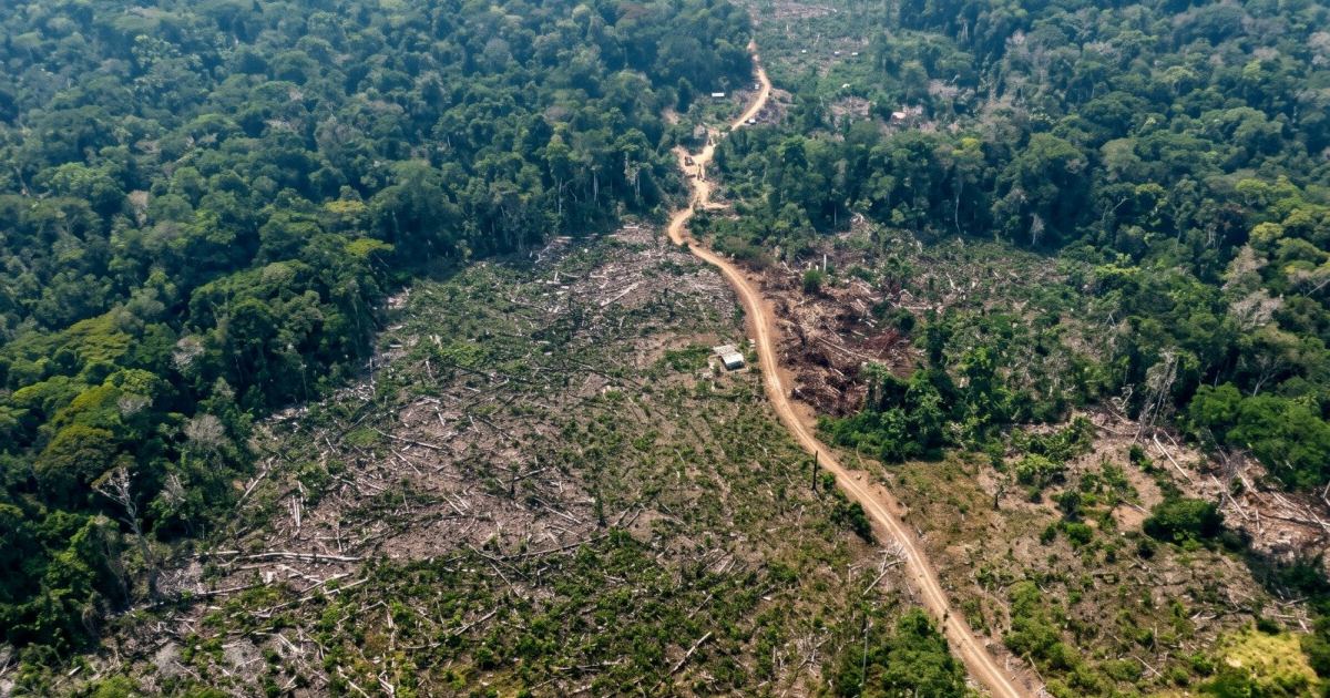 Embargos ambientais atingem 916 hectares após fiscalização em seis municípios do Amazonas